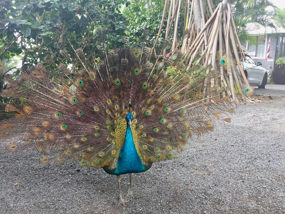 Peacock